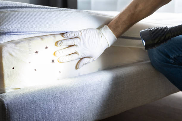 Best Pest Removal Services  in Rlborough, MA