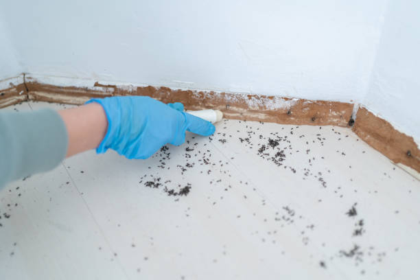 Best Termite Control Services  in Rlborough, MA