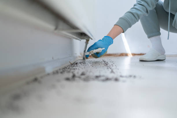Best Mosquito Control Services  in Rlborough, MA